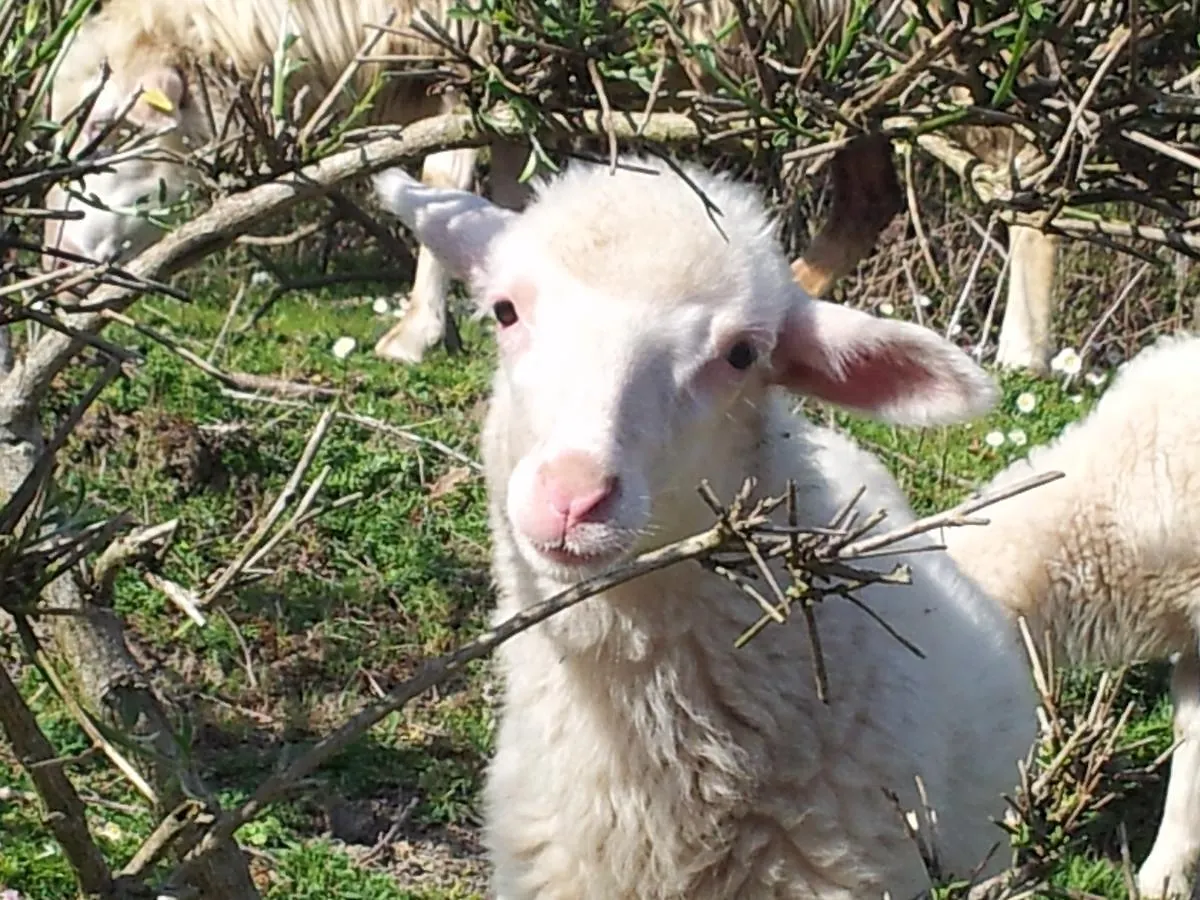 Agriturismo Degli Olivi Levanto Farm stay