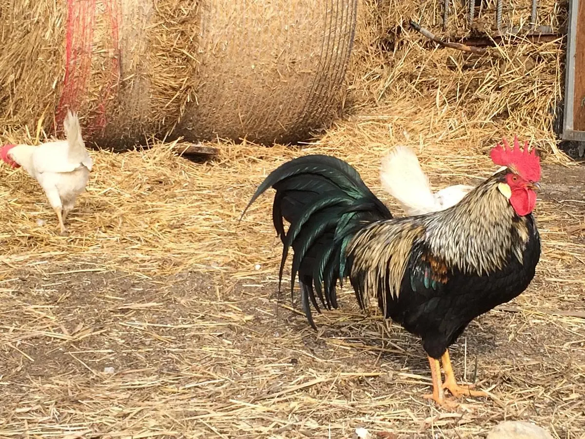 Agriturismo Degli Olivi Levanto Farm stay