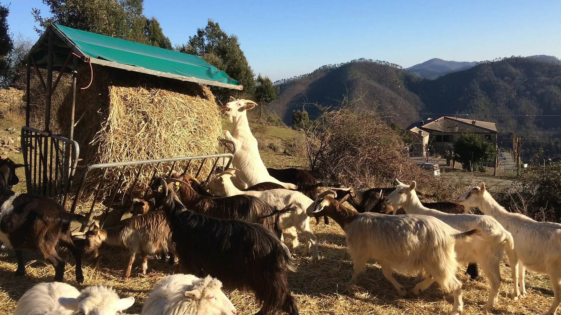 Agriturismo Degli Olivi Levanto Farm stay